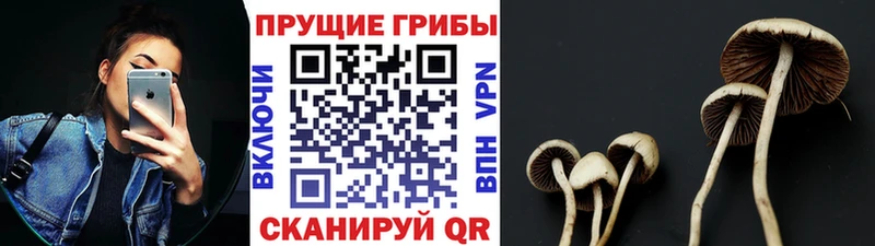 купить   Белоозёрский  Псилоцибиновые грибы MAGIC MUSHROOMS 